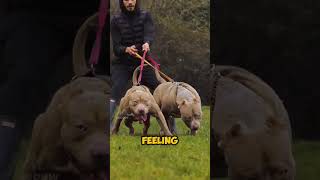 Pitbull Vs Presa Canario Fight 😡😡😈 shorts viral [upl. by Al]