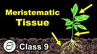 Meristematic Tissue  Plant Tissues Part 1  in Hindi for Class 9 [upl. by Lerrehs]