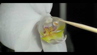 How to Pollinate Orchids  Phalaenopsis Orchid [upl. by Oecile456]