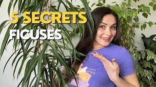 Ficus care guide  5 Secrets You Didnt Know [upl. by Lovmilla]