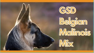 Did You Know About Belgian Malinois German Shepherd Mix  GSD Mix [upl. by Mellisent908]