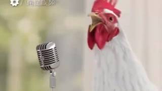 GALLINAS CANTANDO [upl. by Ahseela]