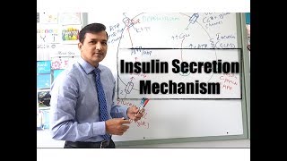 Insulin Secretion Mechanism [upl. by Donnamarie]