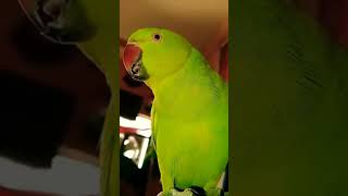 parrot talking mummy ek gilas Pani totamonkeyfunny video [upl. by Allenrad992]