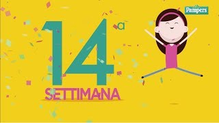 14° settimana di gravidanza [upl. by Essy]