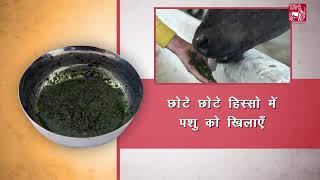 Ethnoveterinary formulation for Lumpy Skin Disease LSD Hindi [upl. by Seagraves]