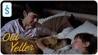 Old Yeller 1957  Scene Watch Out  Bear [upl. by Eimia]