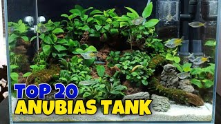 23  ANUBIAS TANK [upl. by Xonnel]