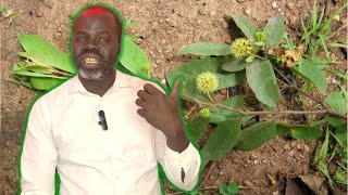 🌳Ndiarignou Nguédiane  Anogeissus leiocarpus   Pr Ousmane Ndiaye  SAMA XALAAT TV [upl. by Namolos669]