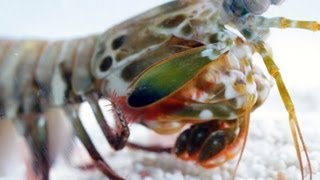 Worlds Fastest Punch  Slow Motion Mantis Shrimp  Earth Unplugged [upl. by Britte627]