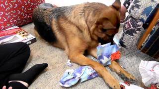 German Shepherd opening Christmas present [upl. by Trix]