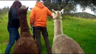 Meet the Alpacas in Cordoba Spain [upl. by Erasme]