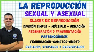 LA REPRODUCCION SEXUAL Y ASEXUAL  Partenogénesis gemación regeneración ovíparos Hermafroditas [upl. by Dlarrej]