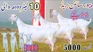 Highly Milking Saanen Goats Breed II 5Kg Milk Biggest Udder Milking Goats IIGulabi Teddy Burberry [upl. by Nahgaem169]