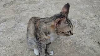 Kucing lucu  kucing santuy lagi bebas tugas [upl. by Einned]