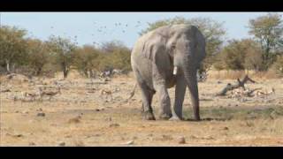 ETOSHA NATIONAL PARK [upl. by Mazurek800]