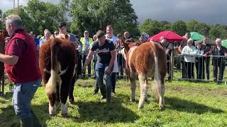 Overall Interbreed Show Championship  Ballinamore Show 2024 [upl. by Nneb]