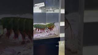 MANTIS SHRIMP punch in SLOWMO [upl. by Aihsei]