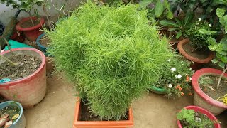 How to grow and care Kochia Scorpio [upl. by Otrevogir419]