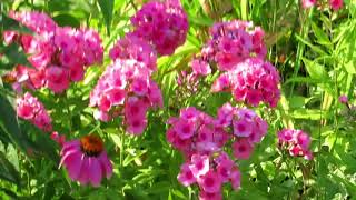 🌸Beautiful pink Phlox perennial flowers in my garden🌸 [upl. by Glasgo946]