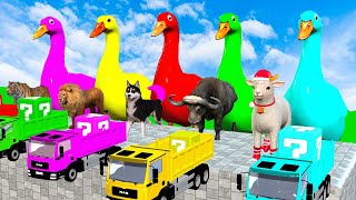 Elephant Videos  duck videos amp Colours  jungle animals cartoon Cute animals cartoon amp duck [upl. by Ennairrek]