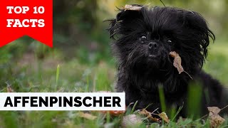 Affenpinscher  Top 10 Facts [upl. by Elrak]