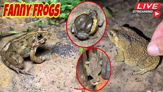 Funny frogs Catching  Wep wep catching frogs funny  boing catch frogs make you laugh shorts [upl. by Buxton473]