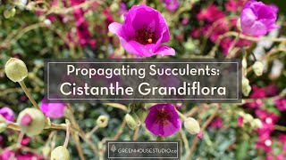 Propagating Succulents  Rock Purslane aka Cistanthe grandiflora or Calandrinia spectabilis [upl. by Aerdma]