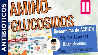 AMINOGLUCOSIDOS MECANISMO DE ACCIÓN Efectos Adversos Farmacocinética INDICACIONES  PARTE 2 [upl. by Aidnama]