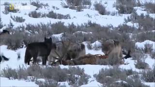 Documental Legado del lobo negro [upl. by Bernardine]