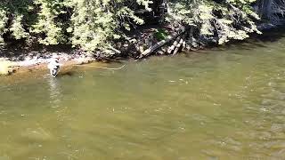 Greg K fly fishing the Conejos River [upl. by Leribag]