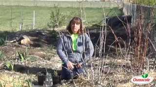 How To Take Elderberry Cuttings [upl. by Ecerehs]