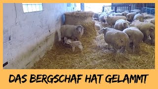 Das Bergschaf hat gelammt  DEICHVLOG 36 [upl. by Etaner]