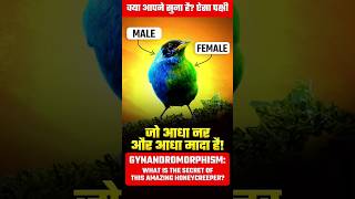 Half Male Half Female The Incredible Gynandromorph Honeycreeper [upl. by Audwen359]