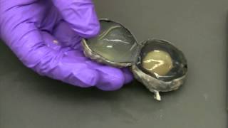 Preserved cow eye dissection Part 2 Front of eye and the lens [upl. by Adlecirg]