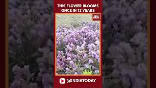 Tamil Nadu Neelakurinji Flowers Which Bloom Once In 12 Years Are Blooming Near Utagai [upl. by Desdamonna]