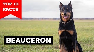 Beauceron  Top 10 Facts [upl. by Sivra21]