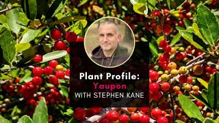 Plant Profile Yaupon Holly with Stephen [upl. by Asenev]