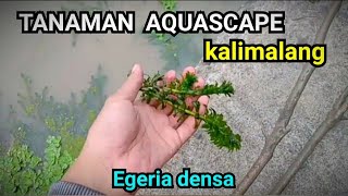 Tanaman Aquascape Kalimalang BEKASI [upl. by Enidan]