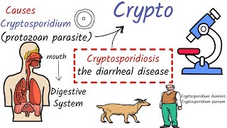 Cryptosporidiosis  Causes Symptoms Life Cycle Diagnosis Treatment Prevention [upl. by Shurlock8]