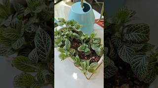 lets propagate fittonia quotnerve plantquot propagation summergarden indoorplants [upl. by Abey253]