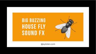 Big Buzzing House Fly Sound Effect [upl. by Prentice]