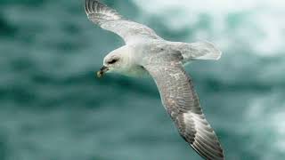 Facts About Fulmar [upl. by Notlrak]