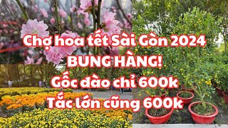 Chợ hoa tết công viên Lê Văn Tám Sài Gòn 2024 BUNG HÀNG LUÔN Gốc đào chỉ 600k Tắc cao lớn 600k [upl. by Jeremy]