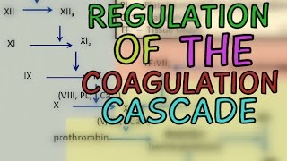 Regulation of the Coagulation Cascade  Protease Inhibitors  Fibrinolytic System [upl. by Anemolihp]