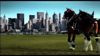 911 Budweiser Clydesdales Tribute in HD [upl. by Assilen]