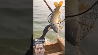 Cormorants fish huntingcormorant fishhunting fishing cormorants fish fishingvideo river fish [upl. by Rollins]