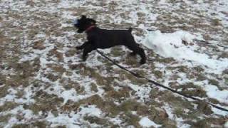 Giant Schnauzer Puppy 10 weeks old [upl. by Fabien]