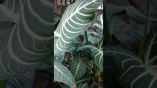 Xanthosoma Lindenii Caladium Plantnature indoorplants garden [upl. by Simah]