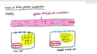 1410 How our cells process glucose Cambridge AS A Level Biology 9700 [upl. by Hembree]